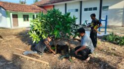 Sambut Pelantikan Bupati dan Wakil Bupati Baru, Pemdes Cimanuk Tanam Seribu Pohon Buah