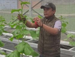 Desa Tanjungmekar Jamanis Realisasikan Program Ketahanan Pangan Lewat Kebun Melon Hidroponik