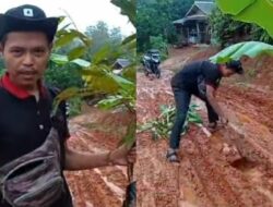 Warga Desa Nagrog Cipatujah Tanam Pohon Pisang di Jalan Rusak, Protes Puluhan Tahun Tak Kunjung Diperbaiki