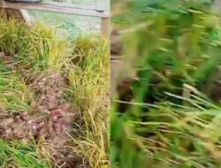 BUMDes Mitra Pesisir Cimanuk Cetak Sejarah, Gelar Panen Perdana Bawang Merah di Cikalong