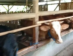 Program Ketahanan Pangan di Desa Sukajaya Diduga Hilang Jejak, Sapi dan Anggaran Ikut Raib