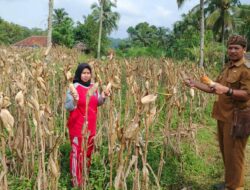 Kades Pekalongan Pimpin Panen Raya Jagung Ketahanan Pangan Bersama Bumdes Jaya Artha Komala