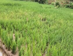 Tanaman Padi Di Gasak Hama Tikus BPP Perlu Turun Tangan