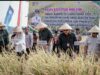 Dari Gerakan Tanam Hingga Panen Padi Organik di Ciamis Komitmen untuk Pertanian