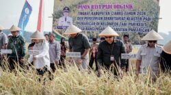 Dari Gerakan Tanam Hingga Panen Padi Organik di Ciamis Komitmen untuk Pertanian