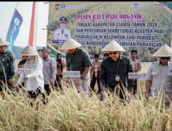 Dari Gerakan Tanam Hingga Panen Padi Organik di Ciamis Komitmen untuk Pertanian