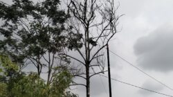 Warga Kedusunan Cibahayu Tasikmalaya Protes Pemasangan Tiang WiFi, Tanpa Ada Musyawarah Dengan Pengurus Lingkungan Setempat.