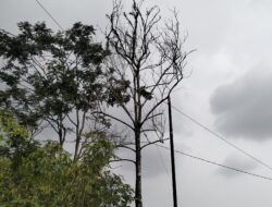 Warga Cibahayu Tasikmalaya Protes Pemasangan Tiang WiFi, Diduga Kades Beri Izin Tanpa Musyawarah