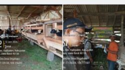Geliatkan Ekonomi Desa, BUMDes Dirgahayu Resmikan Unit Usaha Peternakan Domba Modern