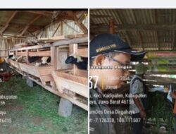 Geliatkan Ekonomi Desa, BUMDes Dirgahayu Resmikan Unit Usaha Peternakan Domba Modern